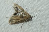 Cataclysta lemnata