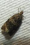 Celypha lacunana