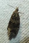 Celypha lacunana