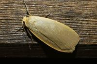 Collita griseola