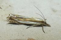 Crambus pascuella