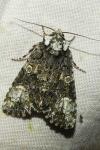 Craniophora ligustri