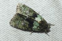 Cryphia algae