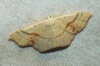 Cyclophora punctaria