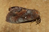 Dendrolimus pini