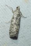 Dioryctria