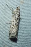 Dioryctria