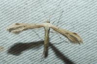 Emmelina argoteles/monodactyla