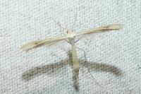 Emmelina argoteles/monodactyla
