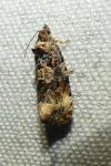 Endothenia gentianaeana/marginana/oblongana