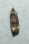 Endothenia gentianaeana/marginana/oblongana