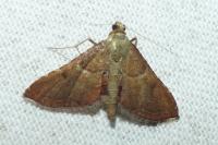 Endotricha flammealis