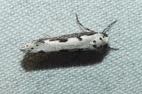 Ethmia bipunctella