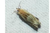Eucosma