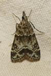 Eudonia mercurella