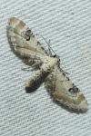 Eupithecia centaureata