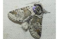 Furcula furcula