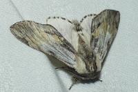 Harpyia milhauseri