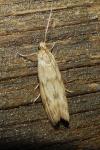 Homoeosoma sinuella