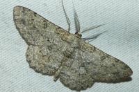 Hypomecis punctinalis