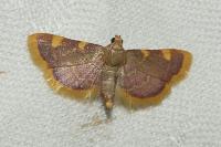 Hypsopygia costalis