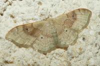 Idaea degeneraria
