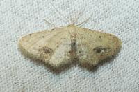 Idaea dimidiata