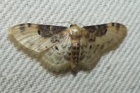 Idaea filicata