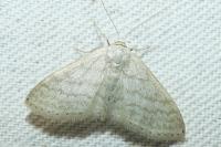 Idaea subsericeata