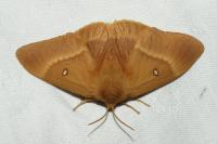Lasiocampa quercus