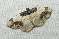 Ligdia adustata