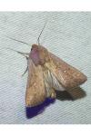 Mythimna albipuncta