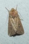 Mythimna albipuncta