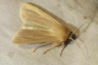 Mythimna pallens