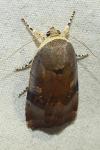 Noctua janthe/janthina