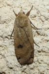 Noctua pronuba