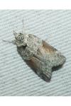 Nycteola siculana