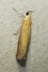 Oncocera semirubella