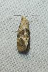 Phalonidia manniana