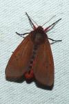 Phragmatobia fuliginosa