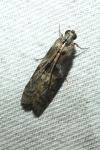 Phycita roborella