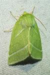 Pseudoips prasinanus