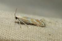 Ptocheuusa paupella