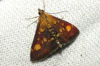 Pyrausta aurata
