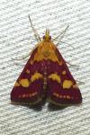 Pyrausta purpuralis