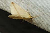 Rhodometra sacraria