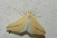 Rhodometra sacraria