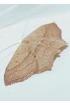 Scopula imitaria