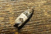 Spilonota ocellana