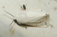 Spilosoma lubricipeda
